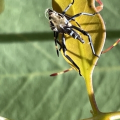 Amorbus sp. (genus) (Eucalyptus Tip bug) at Mount Ainslie - 25 Feb 2023 by Hejor1