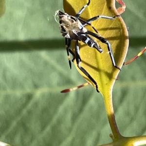 Amorbus (genus) at Ainslie, ACT - 25 Feb 2023 03:13 PM