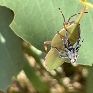 Amorbus (genus) at Ainslie, ACT - 25 Feb 2023 03:13 PM