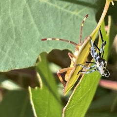 Amorbus (genus) at Ainslie, ACT - 25 Feb 2023 03:13 PM