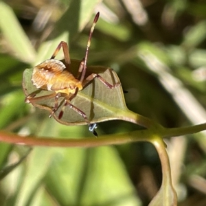 Amorbus (genus) at Ainslie, ACT - 25 Feb 2023 03:13 PM