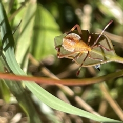 Amorbus sp. (genus) at Ainslie, ACT - 25 Feb 2023