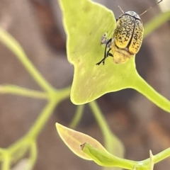 Aporocera (Aporocera) erosa (A leaf beetle) at Mount Ainslie - 25 Feb 2023 by Hejor1