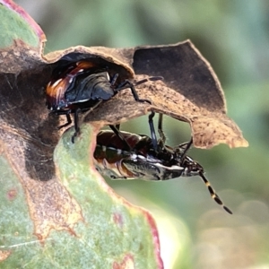 Oechalia schellenbergii at Ainslie, ACT - 25 Feb 2023