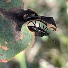 Oechalia schellenbergii at Ainslie, ACT - 25 Feb 2023