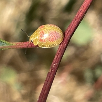 Paropsisterna fastidiosa (Eucalyptus leaf beetle) at Mount Ainslie - 25 Feb 2023 by Hejor1