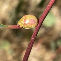 Paropsisterna fastidiosa (Eucalyptus leaf beetle) at Ainslie, ACT - 25 Feb 2023 by Hejor1