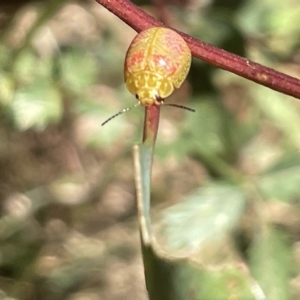 Paropsisterna fastidiosa at Ainslie, ACT - 25 Feb 2023