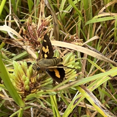 Unidentified Skipper (Hesperiidae) at Iguana Creek, VIC - 21 Feb 2023 by SimoneC