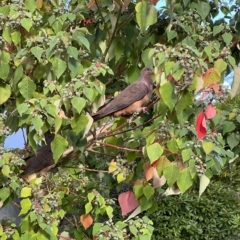 Macropygia phasianella at Wonboyn, NSW - 24 Feb 2023 06:00 PM