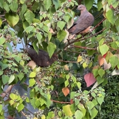 Macropygia phasianella at Wonboyn, NSW - 24 Feb 2023 06:00 PM