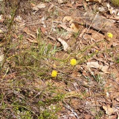 Rutidosis leptorhynchoides (Button Wrinklewort) at Red Hill Nature Reserve - 24 Feb 2023 by MichaelMulvaney