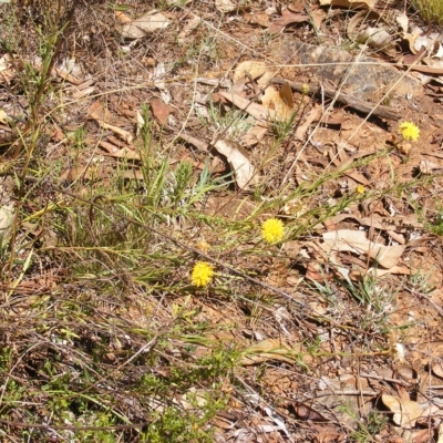Rutidosis leptorhynchoides (Button Wrinklewort) at Deakin, ACT - 25 Feb 2023 by MichaelMulvaney