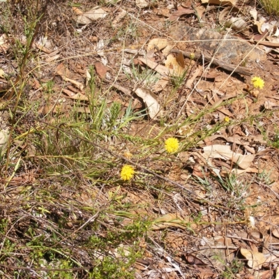 Rutidosis leptorhynchoides (Button Wrinklewort) at Deakin, ACT - 24 Feb 2023 by MichaelMulvaney