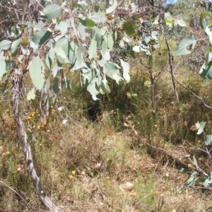 Rutidosis leptorhynchoides at Deakin, ACT - 25 Feb 2023