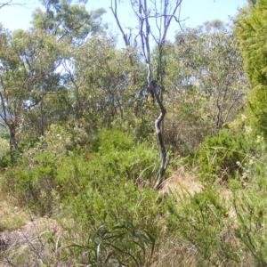 Rutidosis leptorhynchoides at Deakin, ACT - 25 Feb 2023