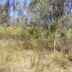 Rutidosis leptorhynchoides (Button Wrinklewort) at Deakin, ACT - 24 Feb 2023 by MichaelMulvaney