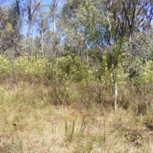 Rutidosis leptorhynchoides at Deakin, ACT - 25 Feb 2023