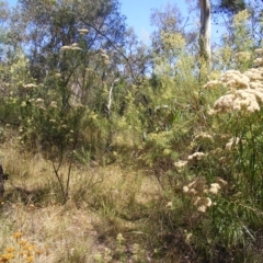 Rutidosis leptorhynchoides at Deakin, ACT - 25 Feb 2023