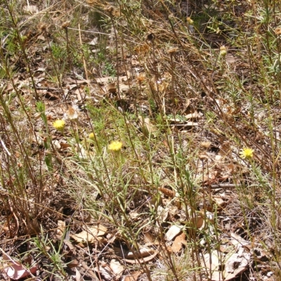 Rutidosis leptorhynchoides (Button Wrinklewort) at Deakin, ACT - 25 Feb 2023 by MichaelMulvaney