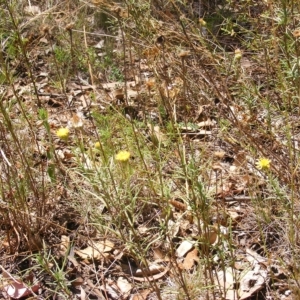 Rutidosis leptorhynchoides at Deakin, ACT - 25 Feb 2023