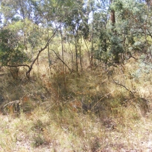 Rutidosis leptorhynchoides at Deakin, ACT - 25 Feb 2023