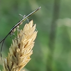 Mutusca brevicornis (A broad-headed bug) at Isaacs Ridge and Nearby - 25 Feb 2023 by Mike