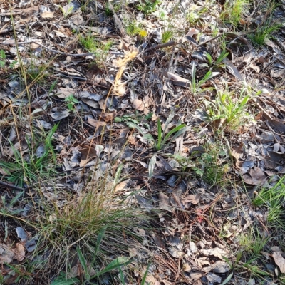 Rytidosperma sp. (Wallaby Grass) at Isaacs Ridge and Nearby - 25 Feb 2023 by Mike