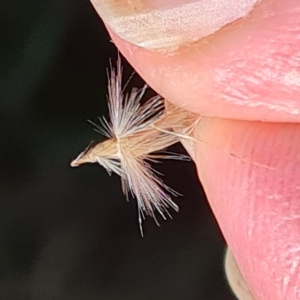 Rytidosperma sp. at Isaacs, ACT - 25 Feb 2023