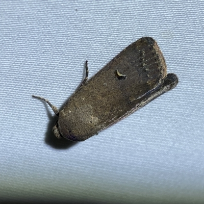 Proteuxoa hypochalchis (Black-bar Noctuid) at Jerrabomberra, NSW - 17 Feb 2023 by SteveBorkowskis