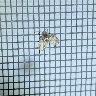Psychodidae sp. (family) (Moth Fly, Drain Fly) at QPRC LGA - 17 Feb 2023 by Steve_Bok