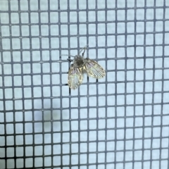 Psychodidae sp. (family) (Moth Fly, Drain Fly) at Jerrabomberra, NSW - 17 Feb 2023 by Steve_Bok
