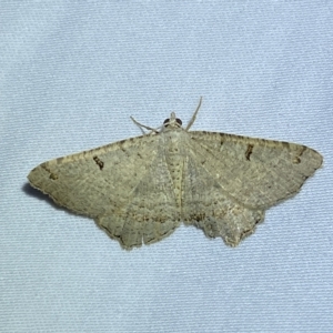 Dissomorphia australiaria at Jerrabomberra, NSW - suppressed