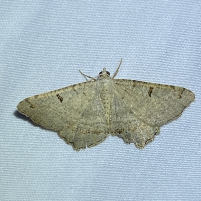 Dissomorphia australiaria (Dashed Geometrid, Ennominae) at Jerrabomberra, NSW - 18 Feb 2023 by SteveBorkowskis