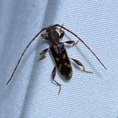 Bethelium diversicorne (Wattle Longhorn) at Jerrabomberra, NSW - 18 Feb 2023 by Steve_Bok