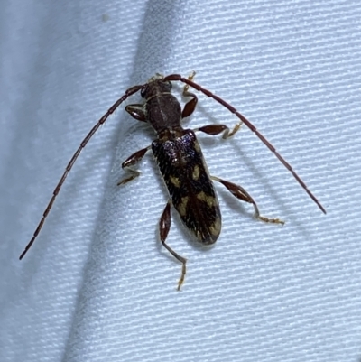 Bethelium diversicorne (Wattle Longhorn) at Jerrabomberra, NSW - 18 Feb 2023 by SteveBorkowskis