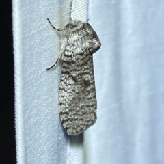 Trigonocyttara clandestina (Less-stick Case Moth) at QPRC LGA - 18 Feb 2023 by Steve_Bok