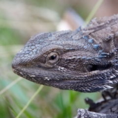 Pogona barbata (Eastern Bearded Dragon) at Red Hill to Yarralumla Creek - 25 Feb 2023 by LisaH