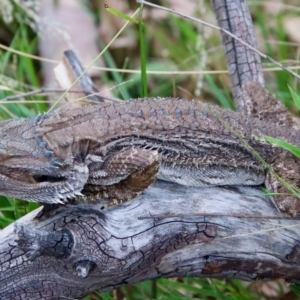 Pogona barbata at Hughes, ACT - 25 Feb 2023