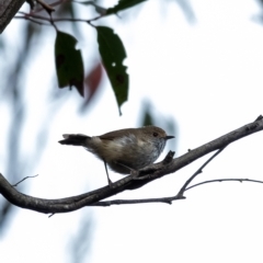 Acanthiza pusilla (Brown Thornbill) at Wingello - 23 Feb 2023 by Aussiegall