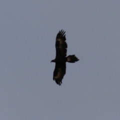 Aquila audax (Wedge-tailed Eagle) at Jerrabomberra, ACT - 25 Feb 2023 by RodDeb