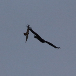 Aquila audax at Jerrabomberra, ACT - 25 Feb 2023 07:34 PM