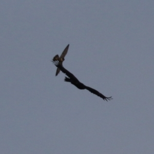 Aquila audax at Jerrabomberra, ACT - 25 Feb 2023 07:34 PM