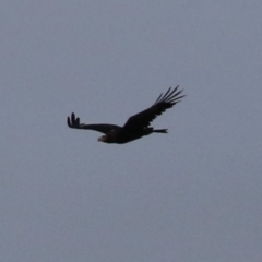 Aquila audax at Jerrabomberra, ACT - 25 Feb 2023 07:34 PM