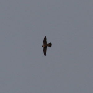 Falco peregrinus at Jerrabomberra, ACT - 25 Feb 2023