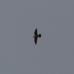 Falco peregrinus (Peregrine Falcon) at Jerrabomberra, ACT - 25 Feb 2023 by RodDeb