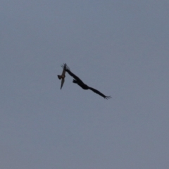 Falco peregrinus at Jerrabomberra, ACT - 25 Feb 2023 07:33 PM