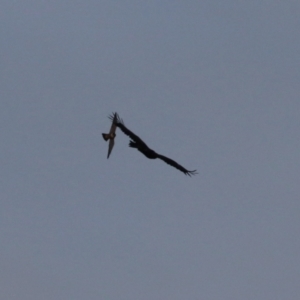 Falco peregrinus at Jerrabomberra, ACT - 25 Feb 2023 07:33 PM