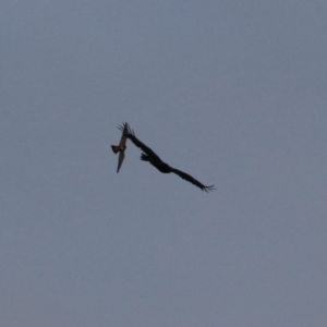 Falco peregrinus at Jerrabomberra, ACT - 25 Feb 2023