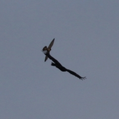 Falco peregrinus at Jerrabomberra, ACT - 25 Feb 2023